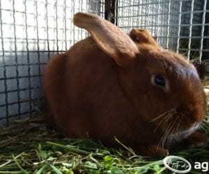 Króliki brojlery – które rasy są najlepsze?