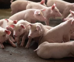 Wartość pokarmowa zbóż i zasady ich skarmiania w żywieniu świń