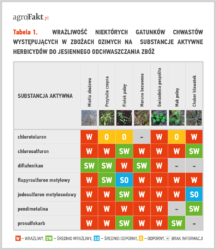 jesienne odchwaszczanie zbóż