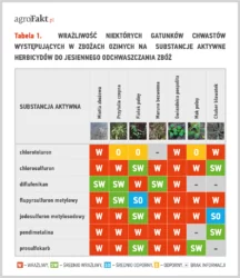 jesienne odchwaszczanie zbóż