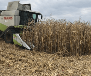 Zbiory kukurydzy opóźnione na Dolnym Śląsku
