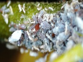 Bawełnica korówka - młode osobniki