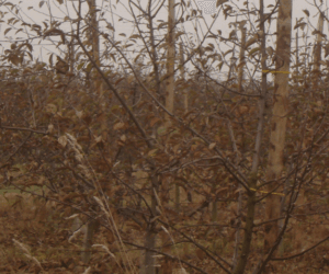 Nawożenie sadu w&nbsp;okresie pozbiorczym