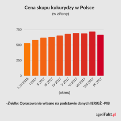 cena skupu kukurydzy