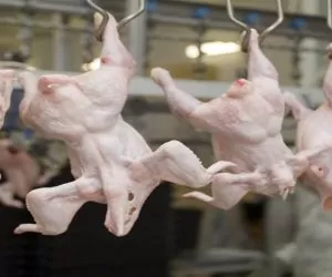 Produkcja mięsa drobiowego – jakie będą ceny ?