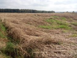 szkody zpowodowane przez anomalia pogodowe 