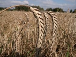 gorsze parametry pszenicy 