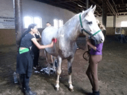 Przyszli hodowcy koni przy pracy