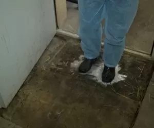 Ptasia grypa i bioasekuracja