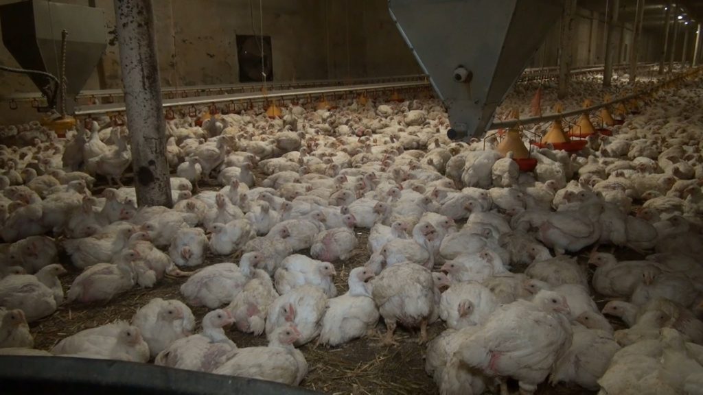 Ptasia grypa i bioasekuracja