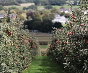 Badanie sadów przez GUS rozpoczęło się