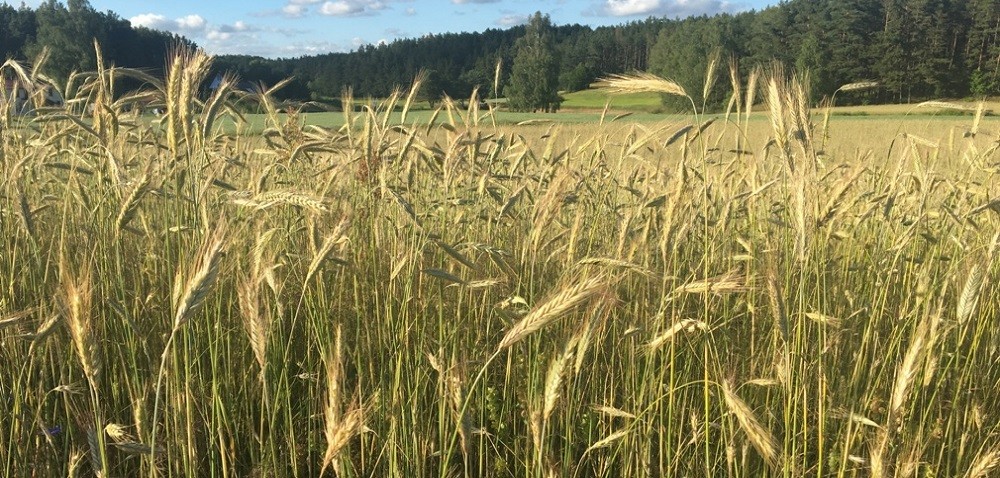 Zbiory zbóż 2017 r. – rok trudnej pogody i dobrych zbiorów!