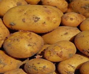 Zbiory ziemniaków na finiszu