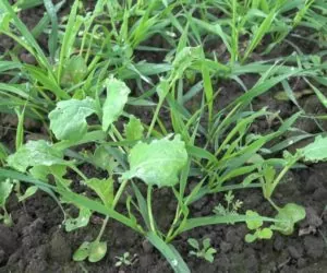 Herbicydy doglebowe czy nalistne – Jakie rozwiązanie wybrać?