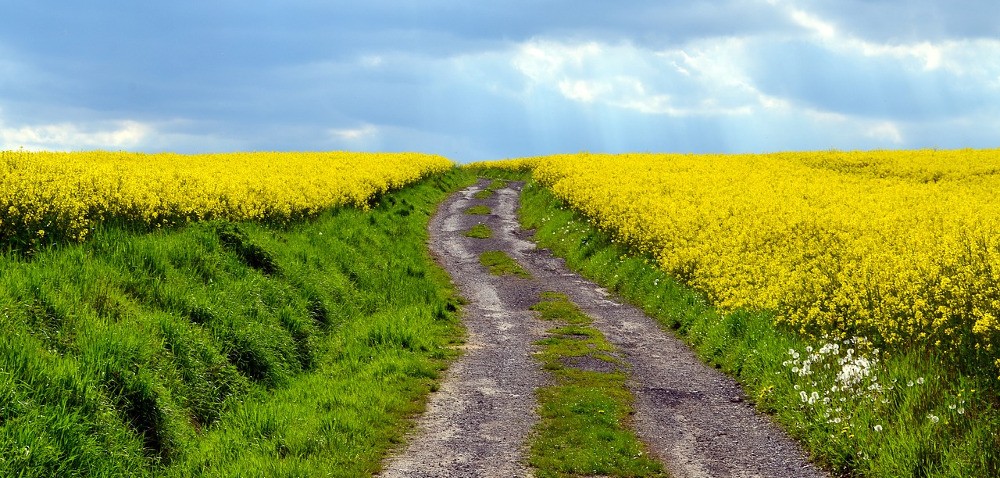 Zbiory rzepaku 2017 – podsumowanie minionego sezonu