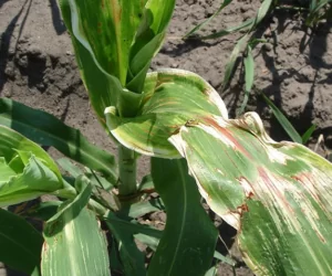 Mieszanie herbicydów – na które formulacje trzeba uważać?