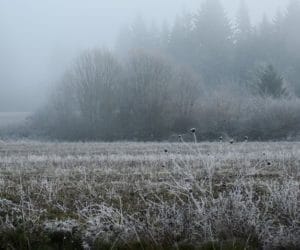 prognoza dla rolników