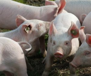 Przygotowanie chlewni do zimy