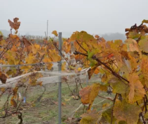 Winnica – tam marzenia dojrzewają w słońcu i mają smak wina