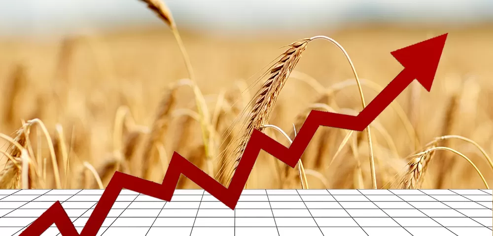 Rynek zbóż w Polsce – jakie prognozy na 2018 rok?