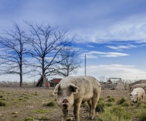 ASF tuż przed czterdziestką [AKTUALNOŚCI]