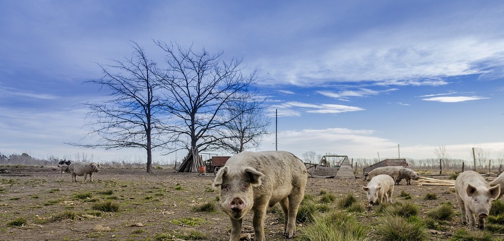 ASF tuż przed czterdziestką [AKTUALNOŚCI]