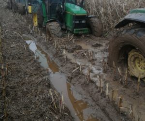 Zbiory kukurydzy 2017 w&nbsp;deszczu