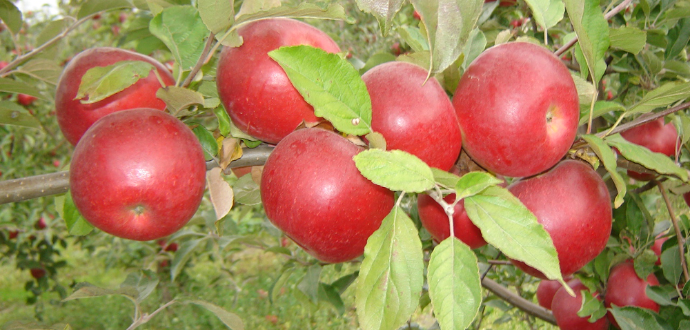 Ceny skupu jabłek. Czy to koniec sadownictwa w Polsce?