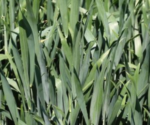 ELATUS Era zarejestrowany już w&nbsp;Polsce!