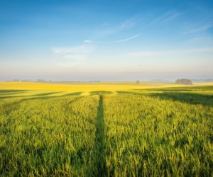 PROW 2018 – jakie nabory odbędą się w&nbsp;przyszłym roku?