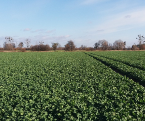 INNVIGO nie zwalnia tempa