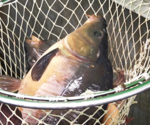 Karp milicki – nie może go zabraknąć na święta