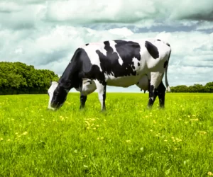 Wtórne metabolity roślinne w&nbsp;żywieniu krów mlecznych