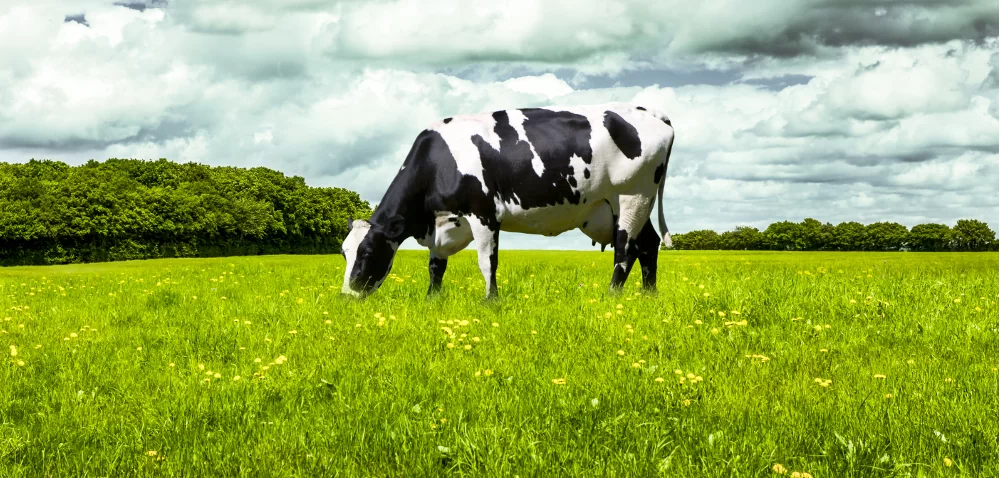 Wtórne metabolity roślinne w żywieniu krów mlecznych