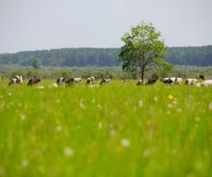 dobrostan zwierząt