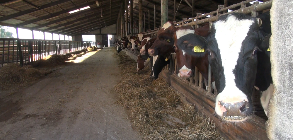 Kryzys w mleczarstwie zażegnany?