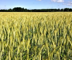 Nowe nawozy dolistne – co pojawiło się na rynku w&nbsp;2017 roku?