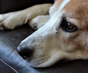 Fajerwerki a&nbsp;dobro zwierząt. Jak pomóc im przetrwać Sylwestra?