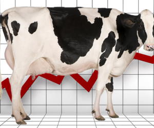 Spożycie mięsa w&nbsp;Polsce nadal stabilne?