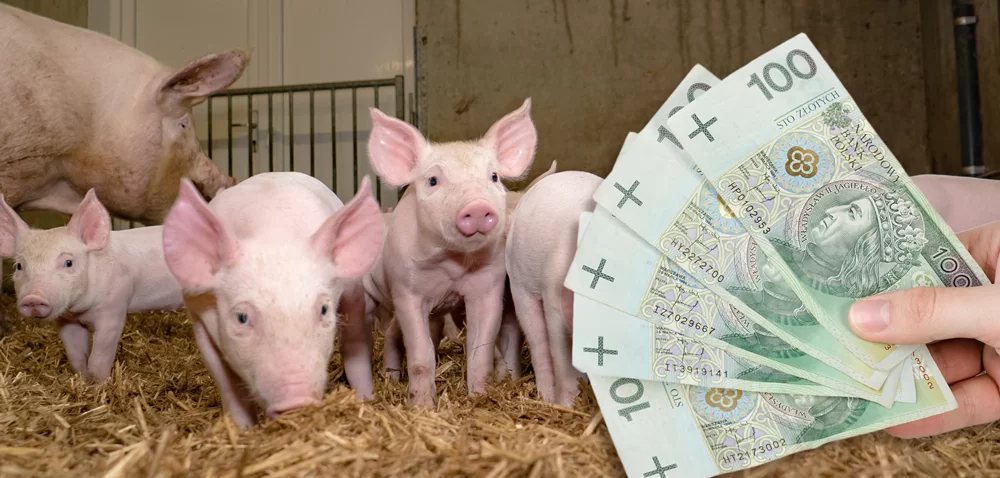 Nieoprocentowana pożyczka dla producentów świń z obszarów ASF!