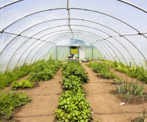 Uprawa tunelowa warzyw – jak ją przygotować?