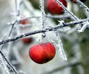 Ochrona sadu przed mrozem – zabezpieczenie drzew owocowych
