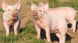 Nieoprocentowana pożyczka dla producentów świń 