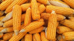 ceny kukurydzy 2019