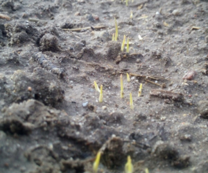 Pozostałości herbicydów w&nbsp;glebie po uprawie ozimin