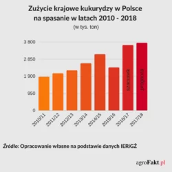 Zużycie kukurydzy na spasanie 