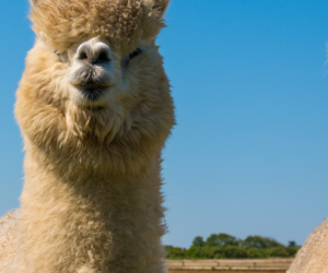 Co z&nbsp;alpaką? Ustawa o&nbsp;zwierzętach gospodarskich.
