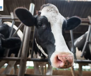 Konferencja dla hodowców bydła we Włoszczowie przed nami!
