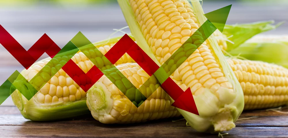 Jaka może być cena kukurydzy – co przyniesie 2018 r.?