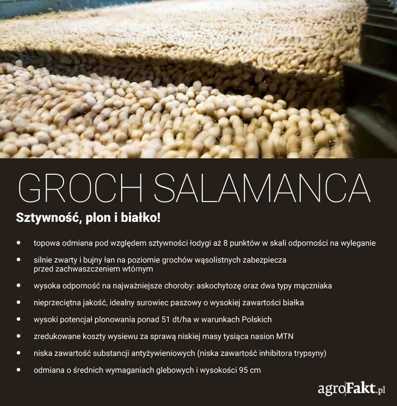 uprawa grochu